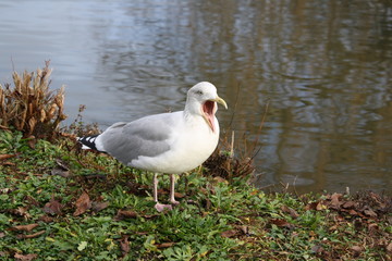 mouette