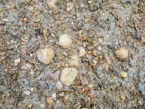 Sea shells in a mud, texture