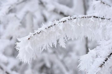 Frost on branches. Beautiful winter seasonal natural background.