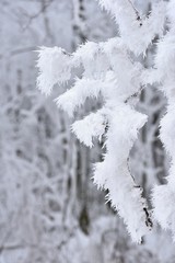 Frost on branches. Beautiful winter seasonal natural background.