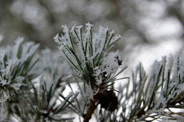 Hivers en Bourgogne