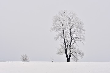 Fototapeta na wymiar Winter landscape - frosty trees. Nature with snow. Beautiful seasonal natural background.