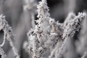Hivers