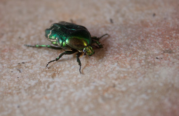 Colorful bug on a floor in Croatia