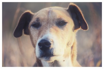 Foxterrier portrait out in the nature while hiking