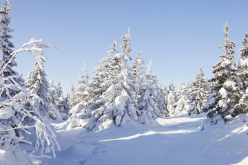 Fototapeta premium Winter forest. Snow covered spruces.