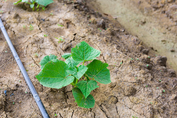 cucumber field growing with drip irrigation system.