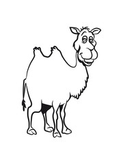 Camel witty animal