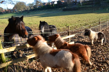 horse and ponies in a field 
