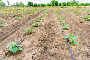 cucumber field growing with drip irrigation system.