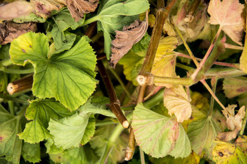 Several leaves