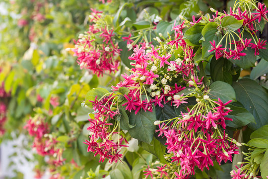 Quisqualis indica also known as the Chinese honeysuckle, Rangoon