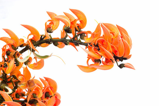 Flame of the forest(Butea monosperma O.Ktze, Leguminosae-Papilio