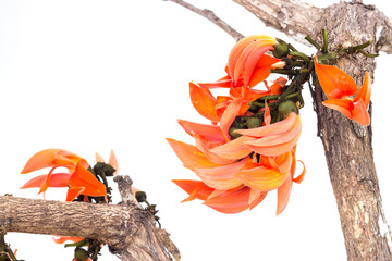 Flame of the forest(Butea monosperma O.Ktze, Leguminosae-Papilio