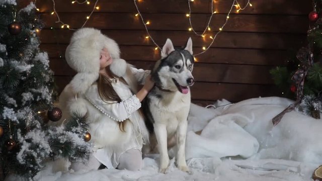 Little girl plays with a dog Husky near Christmas tree