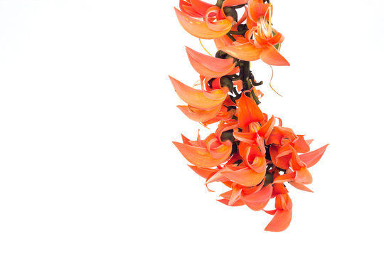 Flame of the forest(Butea monosperma O.Ktze, Leguminosae-Papilio