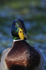Canard Colvert, mâle 