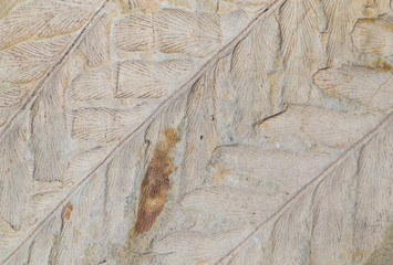 Pianta fossile di Pecopteris, impressione su matrice 