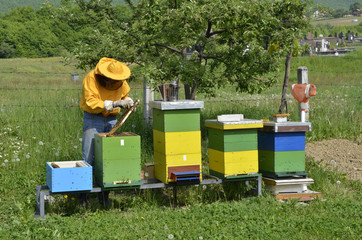 Bees