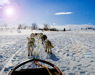 sledding with husky dogs in lNorway © belov3097