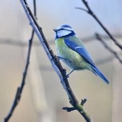 Mésange  bleu , jardin en hiver 