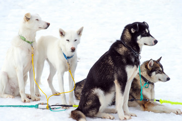 sledding with husky dogs in lNorway © belov3097