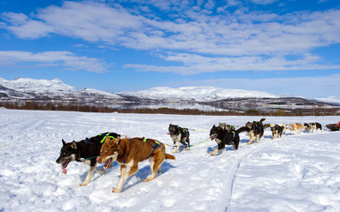 Fototapeta na wymiar sledding with husky dogs in lNorway