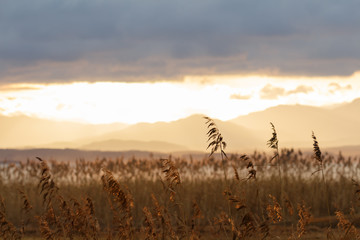 Sun breaks through clouds over Chimsee in Bavaira with Alpes in background and reed in the...