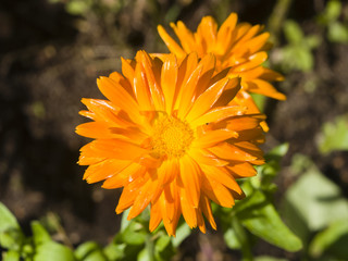 Common or Pot Marigold, Calendula officinalis, flower macro with soft edges, selective focus, shallow DOF