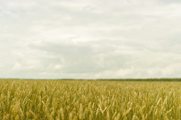 green ears of wheat in a field crop