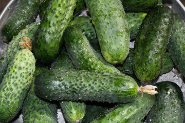 prickly green cucumbers weigh on the old scale, cucumbers, food for sale, small business, agriculture,
