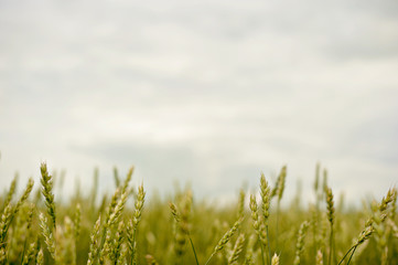 green ears of wheat in a field crop