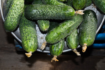 prickly green cucumbers weigh on the old scale, cucumbers, food for sale, small business, agriculture,
