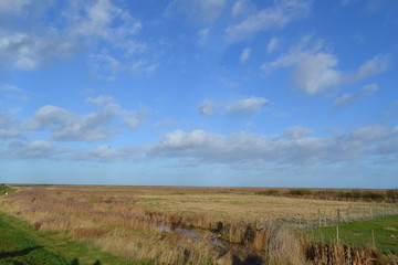 Fototapeta premium marsh field 