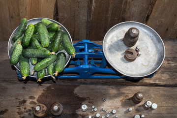 prickly green cucumbers weigh on the old scale, cucumbers, food for sale, small business, agriculture,
