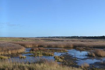 marsh land 
