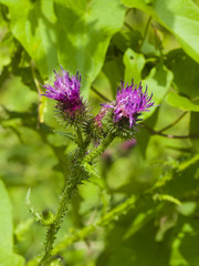 Blooming Thistle, Carduus, flowers, buds and riping seeds on stem macro with bokeh background, selective focus, shallow DOF