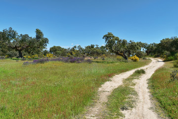 Fototapeta premium Spring on the Via de Plata