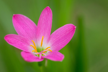 Fototapeta premium purple rain lily flower
