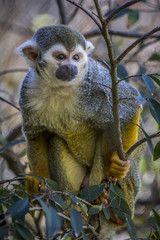 Squirrel monkey in tree