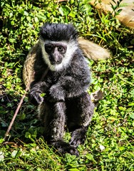 Colobus monkey baby