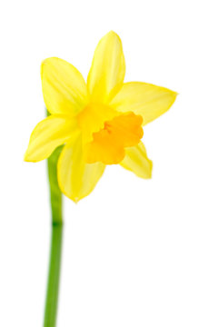 Yellow daffodil isolated on white. 