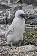 Booby Chick in Galapagos