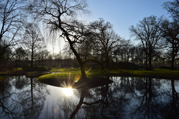 Fototapeta na wymiar reflecting the sun in the water under a leafless tree