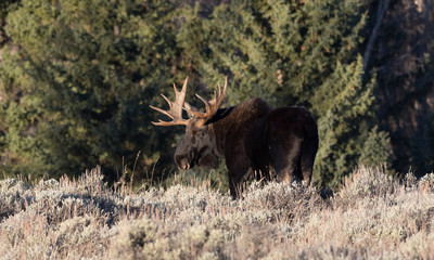 Bull Moose