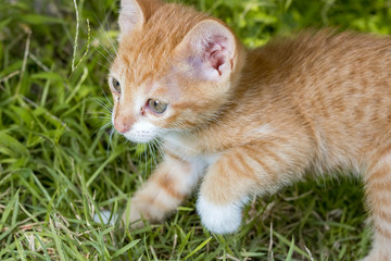 Kitten on the prowl in grass at night.