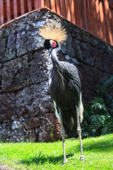 Fototapeta premium Balearica pavonina or Crowned Crane in Loro park, Tenerife, Spain