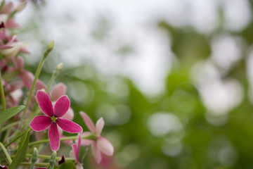Quisqualis indica also known as the Chinese honeysuckle, Rangoon