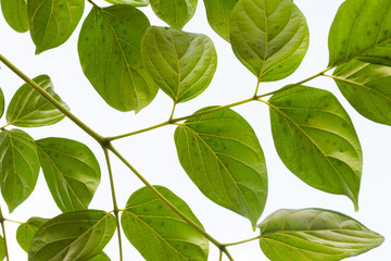 Green leaves on white background