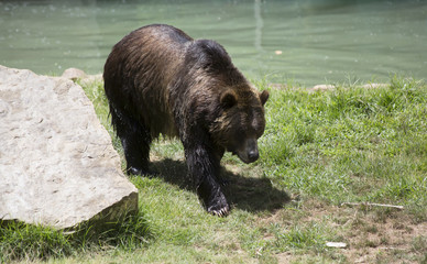 Brown Bear